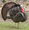 Male Turkey Display