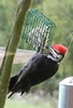Pileated at Suet