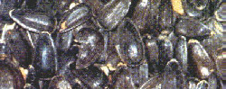 Black Oil Sunflower Seeds