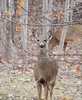 Front View Deer