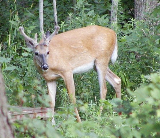Young Male Deer