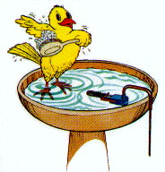 Bird Bath