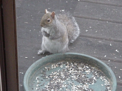 Squirrel Begging