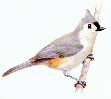 Tufted Titmouse Picture