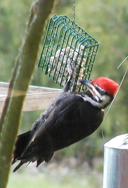 Pileated Woodpecker at Suet