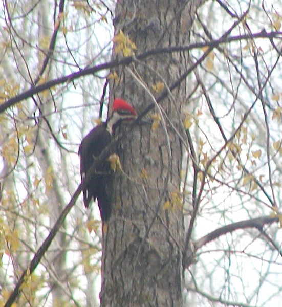 Pileated Woodpecker on Tree