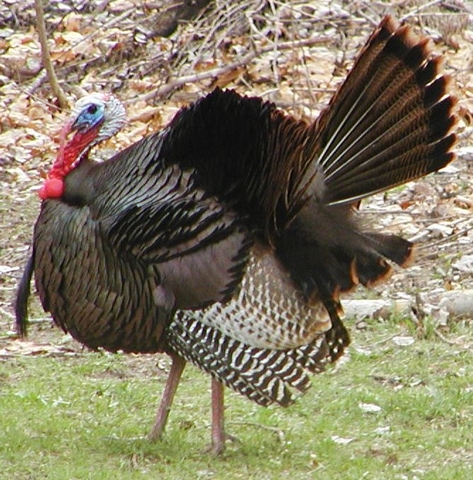 Turkey Profile