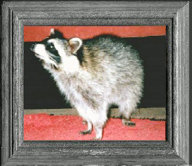 Raccoon Photo 1