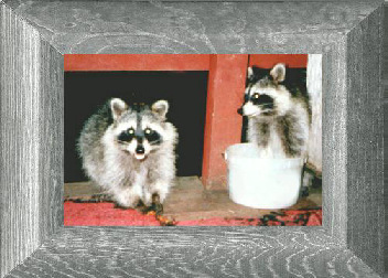 Raccoon Photo 2