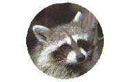 Raccoon Photo