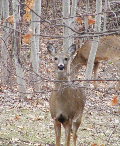 Front View of Deer