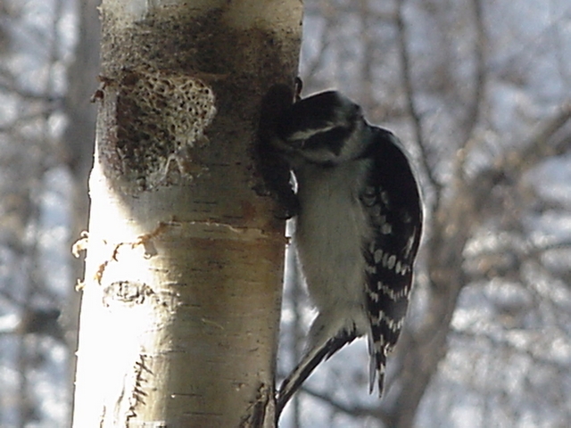 Downy Woodpecker at Suet Log