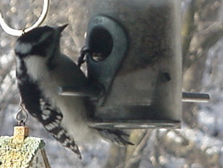 Downy Woodpecker at Tube Feeder