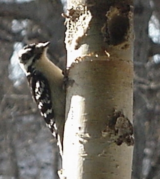 Downy Woodpecer on Suet Log
