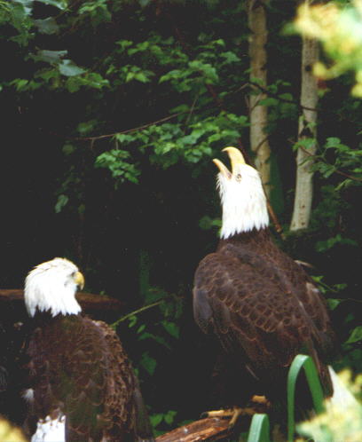 Eagle Photo 1