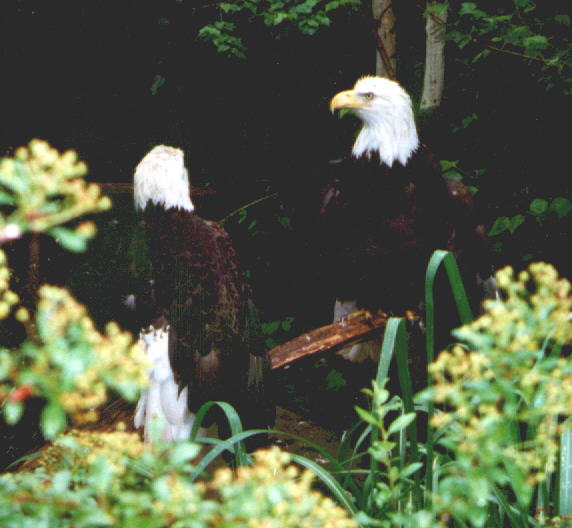 Eagles 2 Photo
