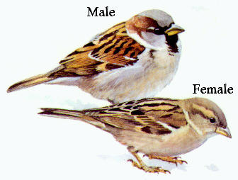 House Sparrow Picture