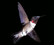 Hummingbird Photo