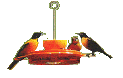Orioles at Feeder