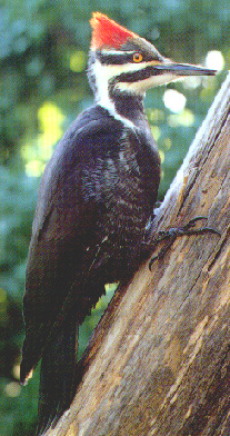 Pileated Woodpecker Picture (Female)