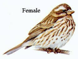 Purple Finch Picture-Female