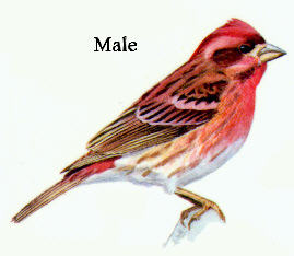 Purple Finch Picture-Male