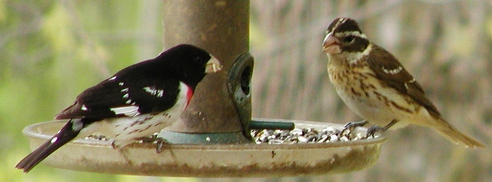 Male and Female Rose-breasted Grosbeaks