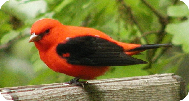 Male Scarlet Tanager