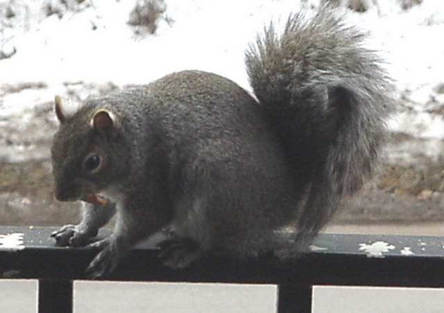 Squirrel on Rail