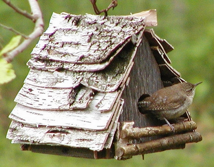 Wren in Bird House